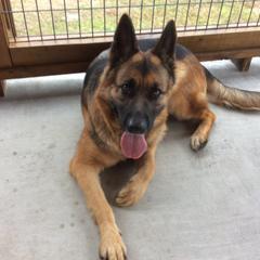 German Shepherd Puppies from Friend Family Farm