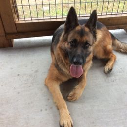 German Shepherd Puppies from Friend Family Farm