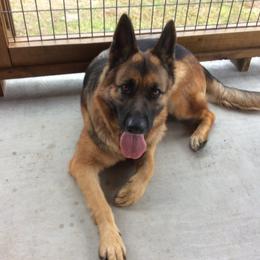 German Shepherd Puppies from Friend Family Farm