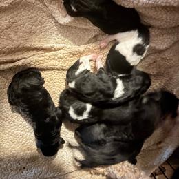 Nyx - Parti male Poodle puppy in Meadowbrook, California from Standard Poodle Pups
