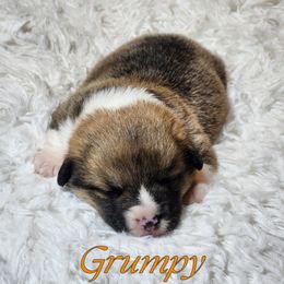 Boy 6 - Pembroke Welsh Corgi puppy from Five Heart's Corgis