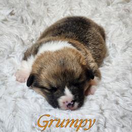 Boy 6 - Pembroke Welsh Corgi puppy from Five Heart's Corgis