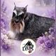 Eliana (AKC CHAMPION)