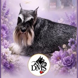 Eliana (AKC CHAMPION) - Miniature Schnauzer