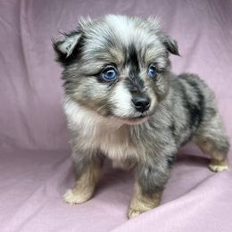 Aussiedoodle, Miniature Australian Shepherd, Pomeranian, and Toy Australian Shepherd Puppies from SBA Aussies