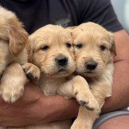 Golden Retrievers from Cedar Hollow Retrievers