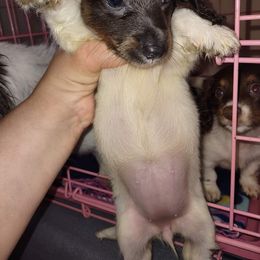 Dachshund Puppies from River of Hidden Dachshund's