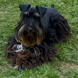 Zark - Miniature Schnauzer