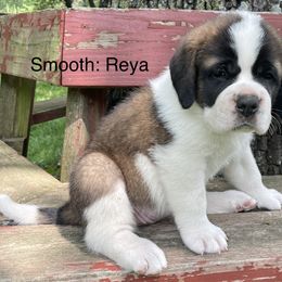Saint Bernard Puppies from Mount Krumpit Saints