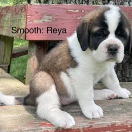 Saint Bernard Puppies from Mount Krumpit Saints