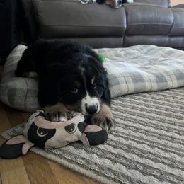 Bernese Mountain Dog Puppies from Bastian Mountain Dogs