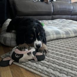 Bernese Mountain Dog Puppies from Bastian Mountain Dogs