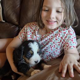 Nina - Black tan and white female Bernese Mountain Dog puppy in Gaffney, South Carolina from Circle D Farms