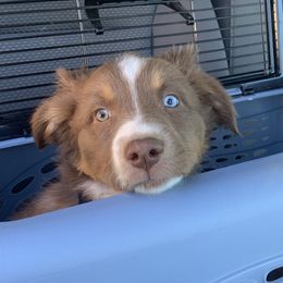 Australian Shepherd Puppies from Far Out Aussies