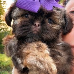 Aria is priced at 3250 - Liver female Shih Tzu puppy in Kempner, Texas from Shih Tzu Reign