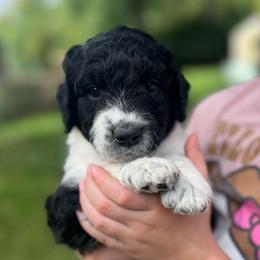 Catan - Parti male Goldendoodle puppy in Lancaster, Pennsylvania from Doodles in the Skye