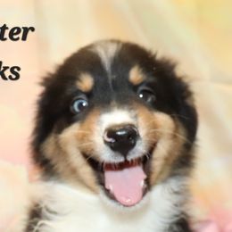 Hipster - Miniature American Shepherd puppy from Atomic Minis