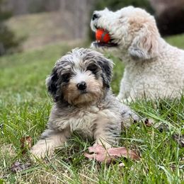 Bernedoodle Puppies from Haj Paj Bernedoodles