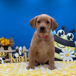 Fuchsia - Yellow female Labrador Retriever puppy in Heath Springs, South Carolina from Rich Hill Retrievers