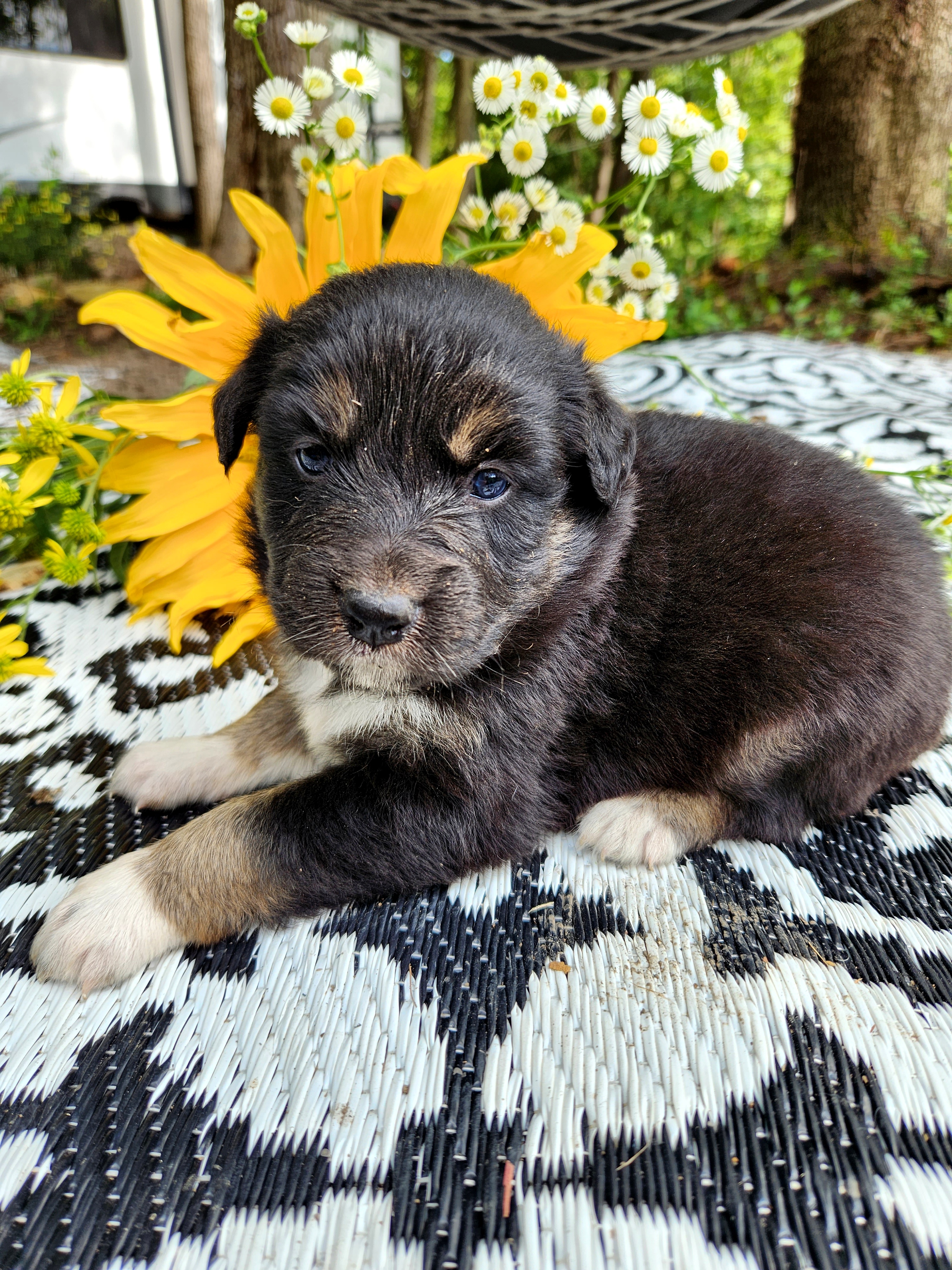 Australian Shepherd Puppies from Resolute Aussies