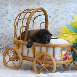 Sirius  (Dog Star) - Red sable male Havanese puppy in Salt Lake City, Utah from Steal Your Heart Havanese