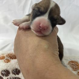 Girl 3 - Red female Pembroke Welsh Corgi puppy in Barstow, California from Caldwell’s Corgis of Southern California