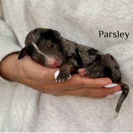 Parsely - Merle male Bernedoodle puppy in Pennsylvania from Bells Bernedoodles