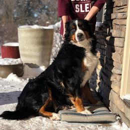 Lucy - Bernese Mountain Dog