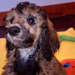 Poodle Puppies from White Comet Poodles