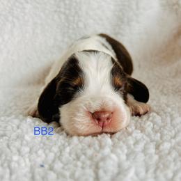 BB2 - Tri-Roan male English Springer Spaniel puppy in Britton, South Dakota from K&S Canines