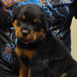 Rush - Black and mahogany female Rottweiler puppy in Oregon from Hildegarde Kennels