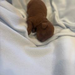 Boy3 - Red  male Poodle puppy in Covina, California from Shih_doodle_Co