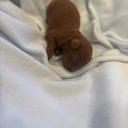 Boy3 - Red  male Poodle puppy in Covina, California from Shih_doodle_Co