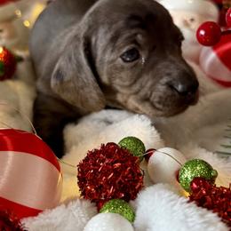 Dachshund Puppies from Jeff & Joette