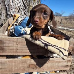 Coco - Chocolate and tan female Dachshund puppy in Woodburn, Iowa from Rolling S Ranch Doxies