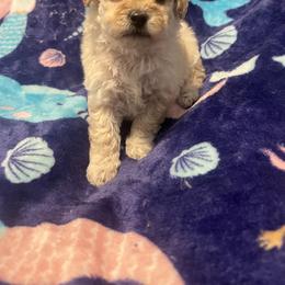 Chanel - Apricot female Poodle puppy in Gastonia, North Carolina from Precious pups dynasty kennel