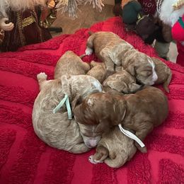 Goldendoodle Puppies from Honeybear Doodles