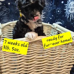 Girl 4 - Black and white female Havanese puppy in Manchester, Texas from Mimi's Havanese