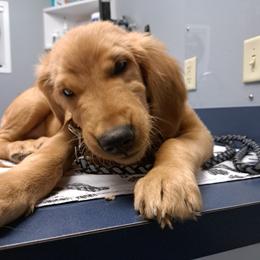 Golden Retriever Puppies from NORTHERN LIGHTS GOLDENS