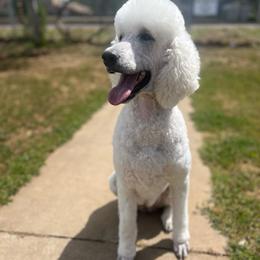 Luna - White female Poodle puppy in Calimesa, California from Teakwood Poodles of SoCal