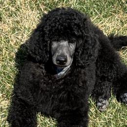 Poodles from Jewels Mtn Poodles