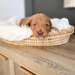 Tansy - Red  female Goldendoodle puppy in Moses Lake, Washington from Macy Meadows Doodles