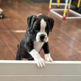 Freya - Brindle female Boxer puppy in Daviess County, Kentucky from Blissful Euro Boxers & French Bull Dogs