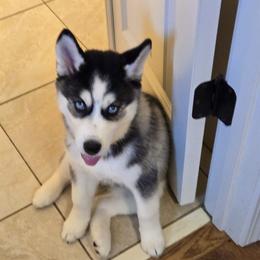 Pink (reserved) - Gray and white female Siberian Husky puppy in Canton, Georgia from Genine Appello