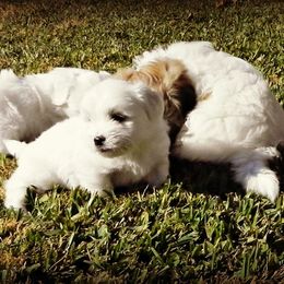 Coton de Tulear Puppies from Shiloh Cotons