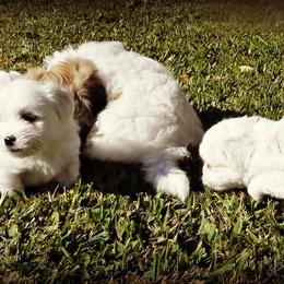 Coton de Tulear Puppies from Shiloh Cotons