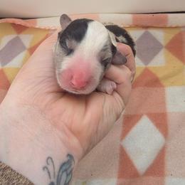 Glacier - Blue merle and white male Cardigan Welsh Corgi puppy in Bland, Missouri from Shadey Lane Corgis