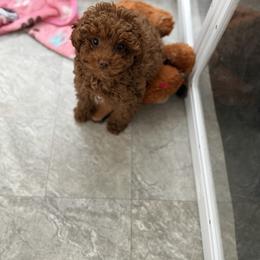Gia - Red  female Poodle puppy in Southampton, New Jersey from Lavishly Loved Pets LLC