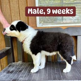 Brown collar - Black and white male Yakutian Laika puppy in Bethel, Ohio from Caldersong Kennels