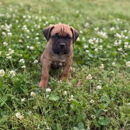 Purple collar - Fawn female Cane Corso puppy in Opelousas, Louisiana from Azelees Cane Corso